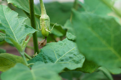 Close-up of insect on leaf