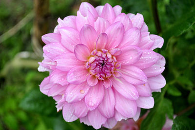 Close-up of pink flower blooming outdoors