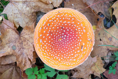 High angle view of fly agaric mushroom