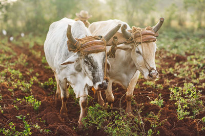 Horses on field