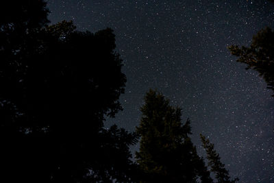 Low angle view of silhouette trees against starry sky