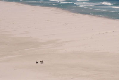 High angle view of birds on beach