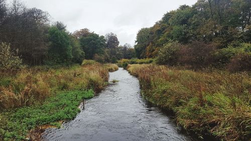 Scenic view of river in forest against sky