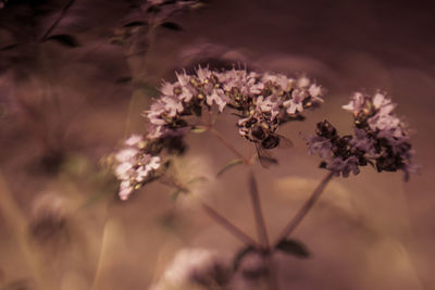 Close-up of flowering plant