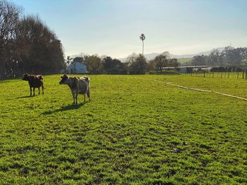 Horses grazing in field