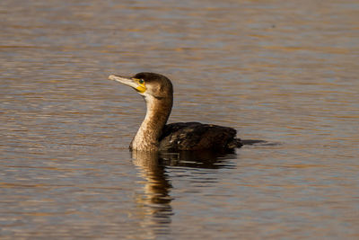 Cormorant swimming on lake