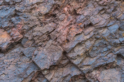 Full frame shot of tree trunk