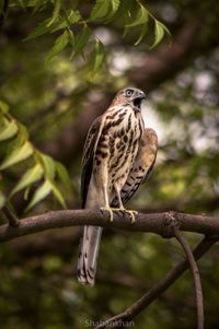 Close-up of bird perching on tree