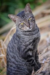 Close-up portrait of tabby cat