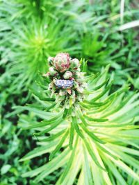 Close-up of plant