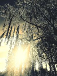 Low angle view of silhouette trees against sky during sunset