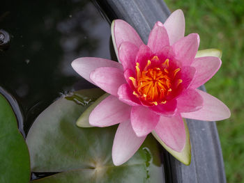 Close-up of pink water lily