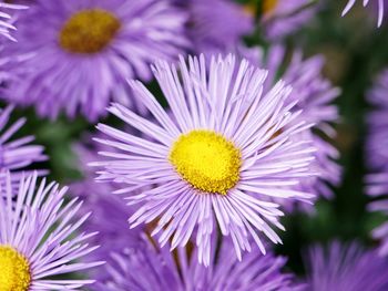 Close-up of purple flower blooming outdoors