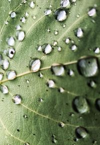 Close-up of raindrops on leaves