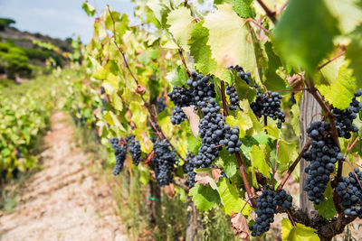 Close-up of grapes growing in vineyard