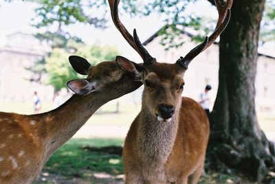 Deer in a field