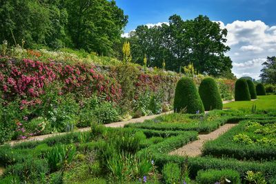 View of flowering plants in garden