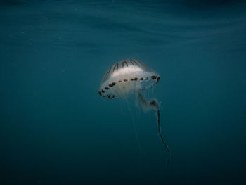 Close-up of jellyfish swimming in sea