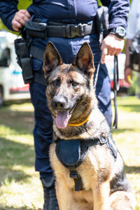 Police dog k9 canine german shepherd with police officer in uniform on duty