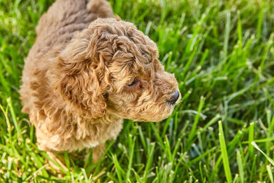 Close-up of a dog on field