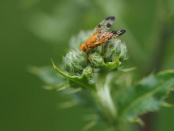 Close-up of insect on leaf