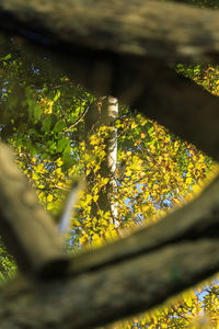 Close-up of yellow leaves