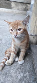 Portrait of cat sitting on footpath