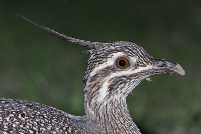 Close-up of a bird