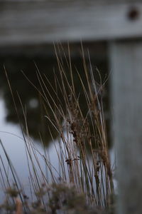 Close-up of dry grass on field