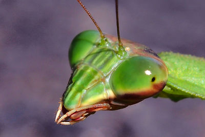 Close-up of insect on leaf