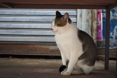 Close-up of a cat looking away