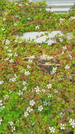 Plants growing on a tree