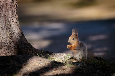 Close-up of squirrel