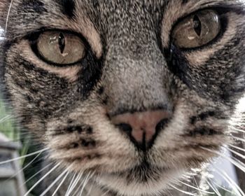 Close-up portrait of a cat