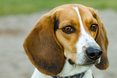 Close-up portrait of beagle 