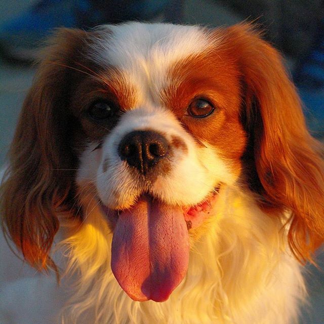 pets, domestic animals, dog, one animal, indoors, animal themes, portrait, looking at camera, mammal, close-up, animal hair, cute, home interior, no people, animal head, focus on foreground, front view, high angle view, brown