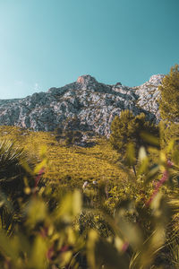Scenic view of landscape against clear sky
