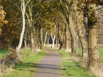 Dirt road amidst trees in forest