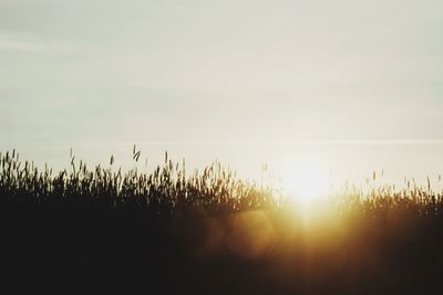 Plants growing on field against sky