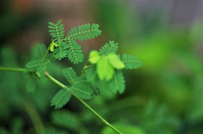 Close-up of fern