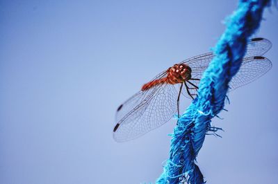 Close-up of insect against blue sky