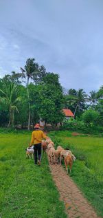 Rear view of man walking with sheep