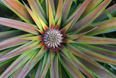 Full frame shot of flowering plant