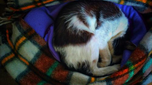 Close-up of cat sleeping