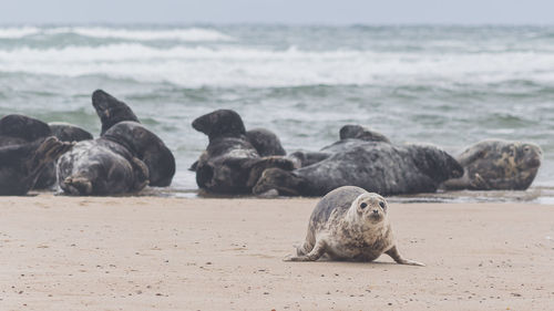 Seals on seashore at beach