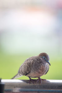 Close-up of bird perching on railing