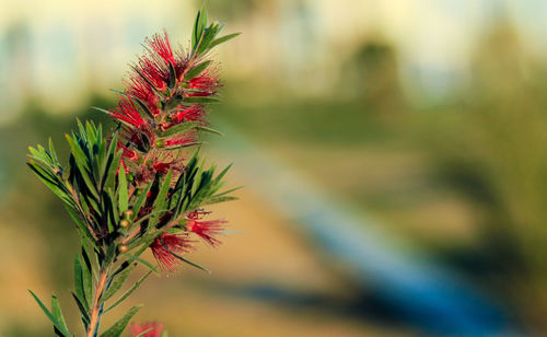 Close-up of plant against blurred background