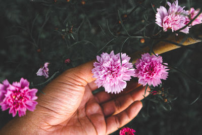 Close-up of hand holding pink flowering plant