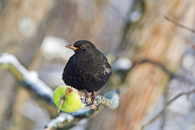 Close-up of bird perching on leaf