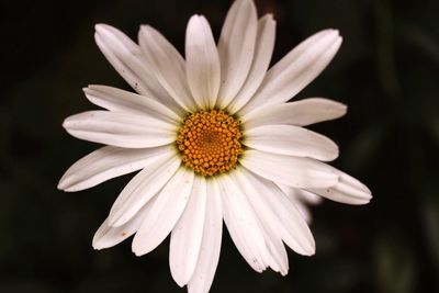 Close-up of daisy flower